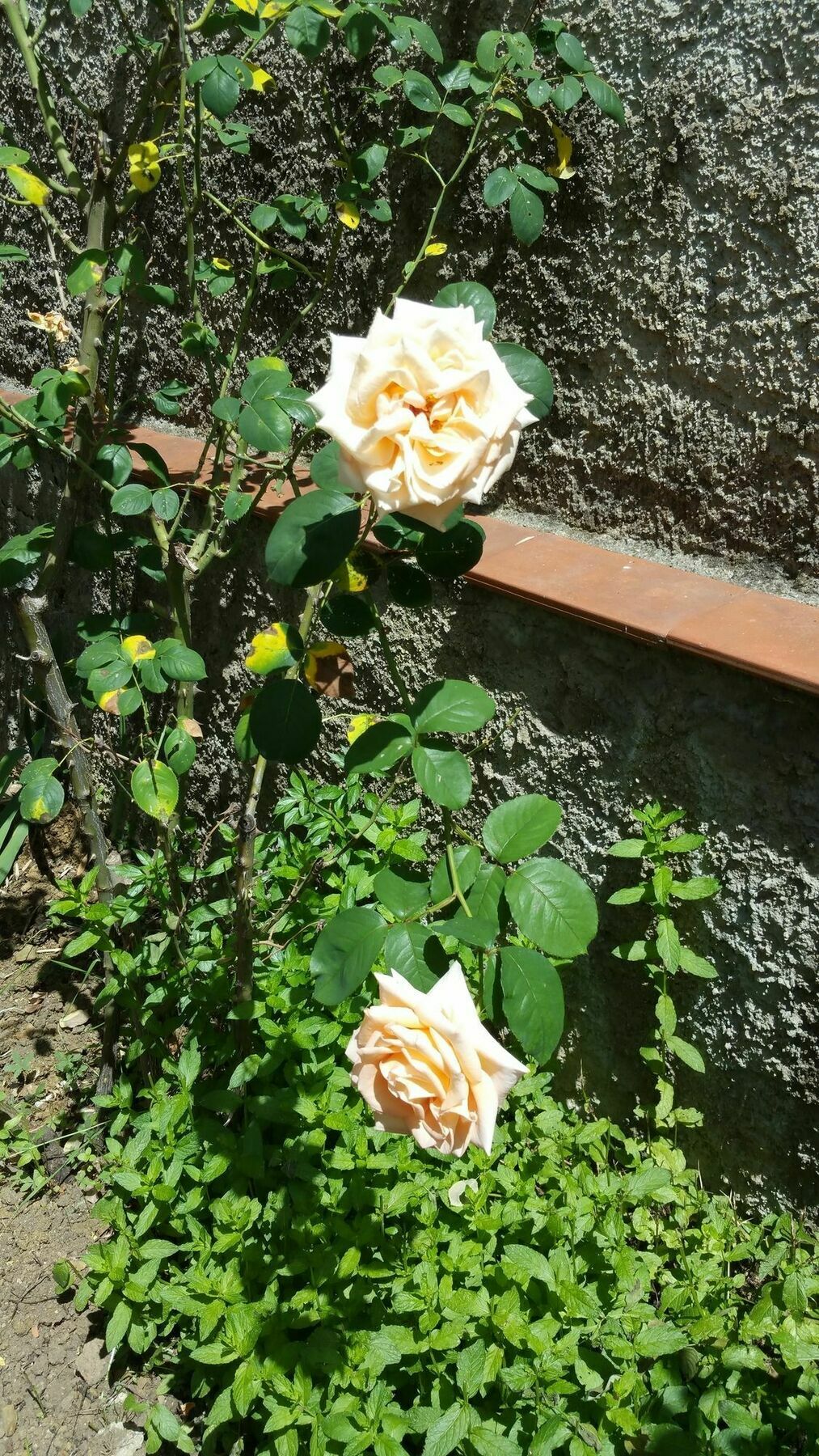 La Villa Nei Fiori Florence Buitenkant foto